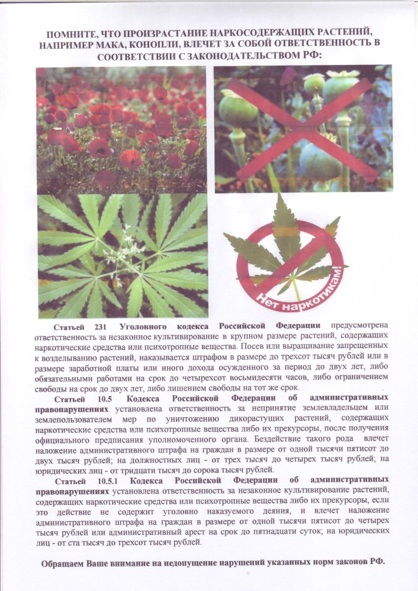 Административное наказание за выращивание конопли купить семя марихуаны почтой